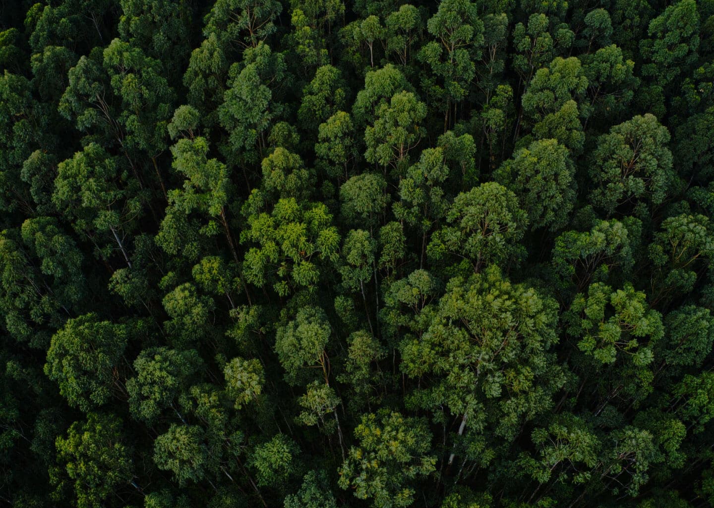Green Initiative